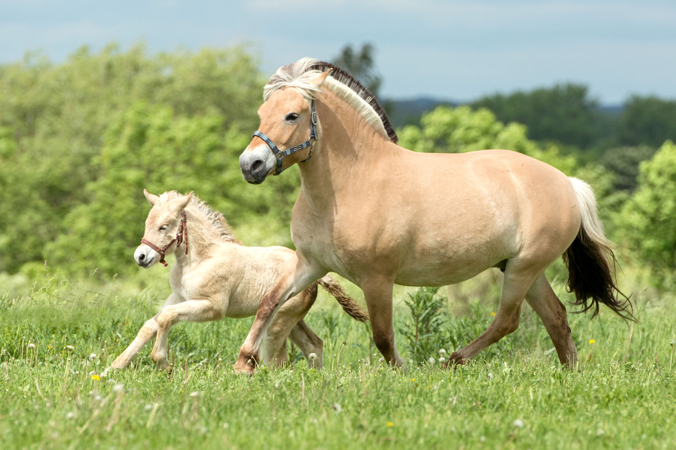 Fjord Horses